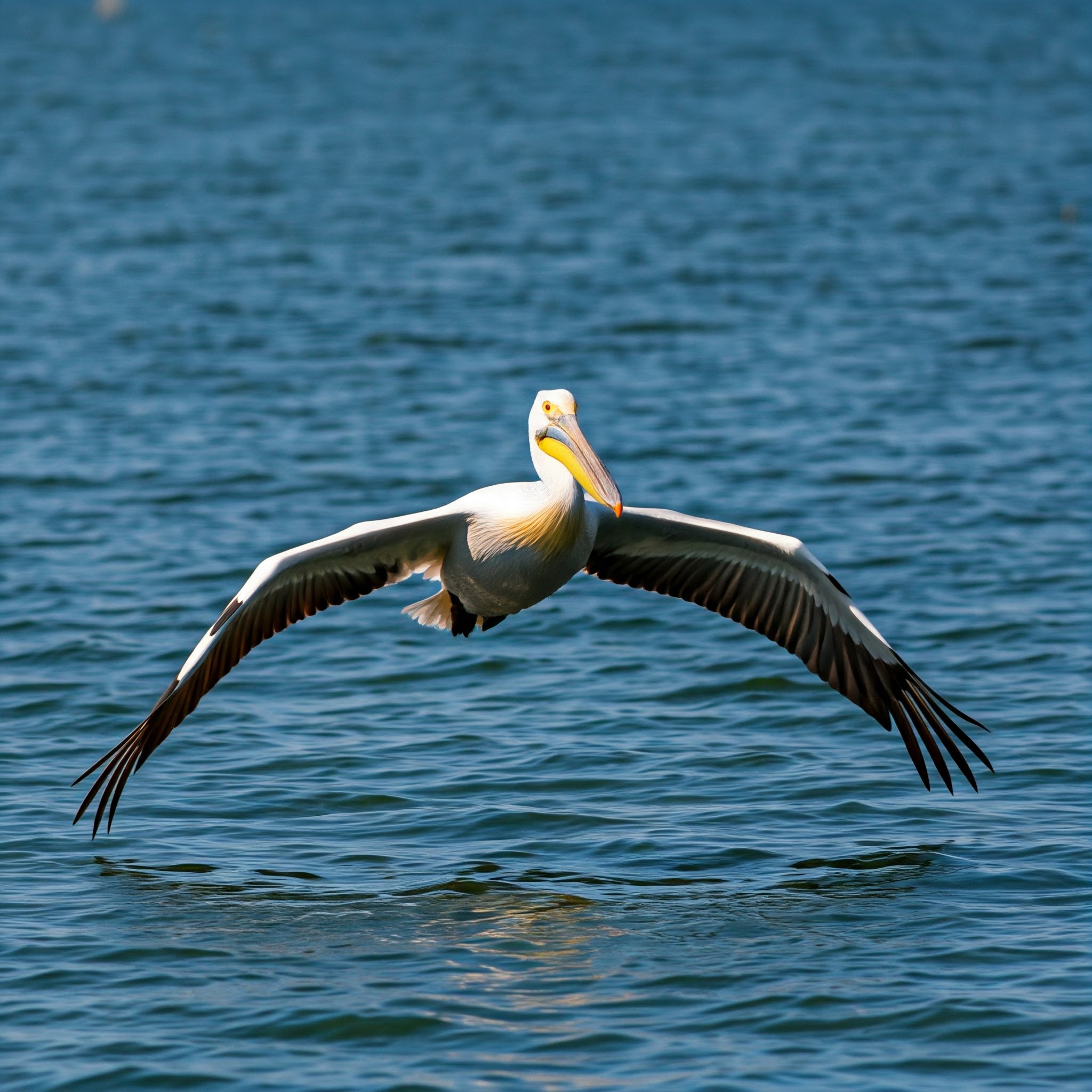 Spot-billed Pelican in Yala Safari